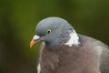 A head shot of a pretty Woodpigeon, Columba palumbus. Royalty Free Stock Photo