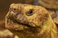 Head Shot of a sulcata tortoise with a very cool bokeh background suitable for use as wallpaper Royalty Free Stock Photo