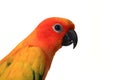 Head Shot of A Sun Conure Bird Royalty Free Stock Photo