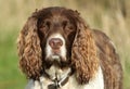 A head shot of a cute English Springer Spaniel Dog, Canis lupus familiaris,.