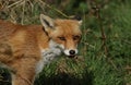 A head shot of a cute male wild Red Fox, Vulpes vulpes, poking out its tongue.