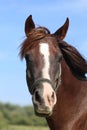 Head shot of a thoroughbred horse summer pasture Royalty Free Stock Photo