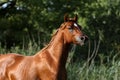 Head shot of a thoroughbred young stallion on summer meadow Royalty Free Stock Photo