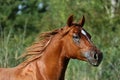 Head shot of a thoroughbred young stallion on summer meadow Royalty Free Stock Photo