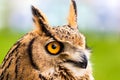 Head shot of Tufted ear owl