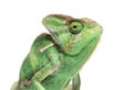 Head shot of a veiled chameleon, Chamaeleo calyptratus, isolated on white Royalty Free Stock Photo