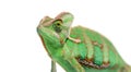 Head shot of a veiled chameleon, Chamaeleo calyptratus, isolated on white Royalty Free Stock Photo