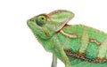 Head shot of a veiled chameleon, Chamaeleo calyptratus, isolated on white Royalty Free Stock Photo