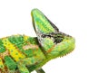 Head shot of a veiled chameleon, Chamaeleo calyptratus, isolated on white Royalty Free Stock Photo