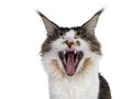 Young Maine Coon cat on white background Royalty Free Stock Photo