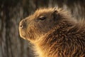 Head shot of a wet capibara looking toward the afternoon sun. Carpincho, Hydrochoerus hydrochaeris