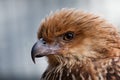 Head shot of Whistling Kite Raptor bird.