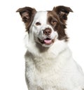 Head shot of a white and brown Border collie isolated on white,