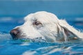 Head shot of white dog swimming through clear blue water Royalty Free Stock Photo