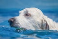 Golden Labrador Dog swims through clear blue water with a tennis ball Royalty Free Stock Photo