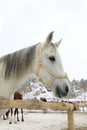 Head Shot of a White Horse Royalty Free Stock Photo