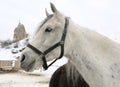 Head Shot of a White Horse Royalty Free Stock Photo