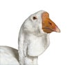 Head shot of white Kholmogory Goose, isolated Royalty Free Stock Photo