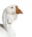 Head shot of white Kholmogory Goose, isolated Royalty Free Stock Photo