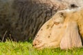 Head shot of white sheep laying on the ground