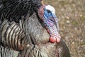 Closeup shot of a turkey`s head and chest.