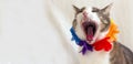 Head shot of yawning gray white cat sitting on light background with Hawaiian garland of flowers.