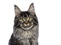 Head shot of young adult ticked Maine Coon cat