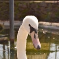 Head shot of young adult white swan. Head turned to the side. Neck in curve, having eye contact with camera