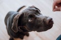 Beautiful chocolate lab puppy Royalty Free Stock Photo