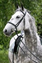 Head shot of a young lipizzaner horse against green natural back Royalty Free Stock Photo