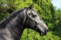 Head shot of a young lipizzaner Royalty Free Stock Photo