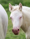 Cremello Foal Headshot
