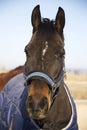 Head shot of a young purebred saddle horse in winter blankets