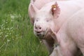 Close up of young sows on summer pasture outdoor Royalty Free Stock Photo