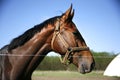 Head shot of a young stallion in the corral against blue sky Royalty Free Stock Photo