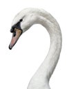 Head shot of young white swan on white Royalty Free Stock Photo