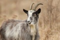 A head and shoulder shot of Goat Capra aegagrus hircus grazing in rough pasture.