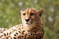 Head and shoulders of an Amur leopard lounging Royalty Free Stock Photo