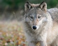 Gray wolf in autumn setting Royalty Free Stock Photo