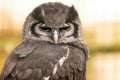 Head and shoulders close up of a Verreaux`s Eagle Owl perched on branch