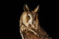 Long eared Owl Royalty Free Stock Photo