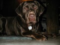 Head and shoulders portrait of a chocolate Lab Royalty Free Stock Photo