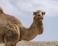 Head Portrait of a Handsome Authentic Negev Bedouin Camel Royalty Free Stock Photo