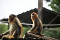 Golden snub-nosed monkey Royalty Free Stock Photo