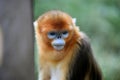 Golden snub-nosed monkey Royalty Free Stock Photo