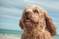 Head and shoulders portrait shot of cute Cavalier King Charles Spaniel crossed with poodle dog