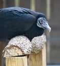 Head and Shoulders of a Rescued Black Vulture