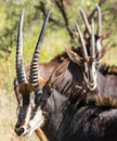 Sable Antelope close together Royalty Free Stock Photo