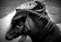 Shetland Pony love in the wild Royalty Free Stock Photo