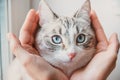 The head of a Siamese cat in the palms Royalty Free Stock Photo